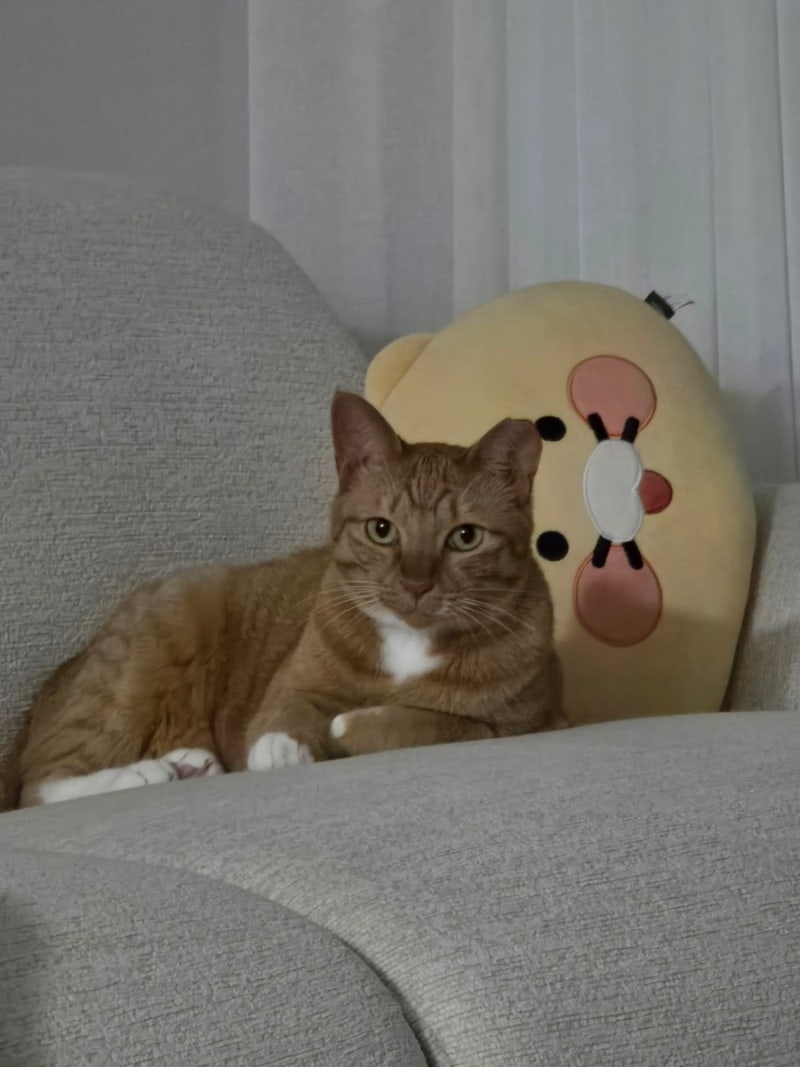 리바트 더유닛 소파 구매후기 (고양이 집사 추천 가구)