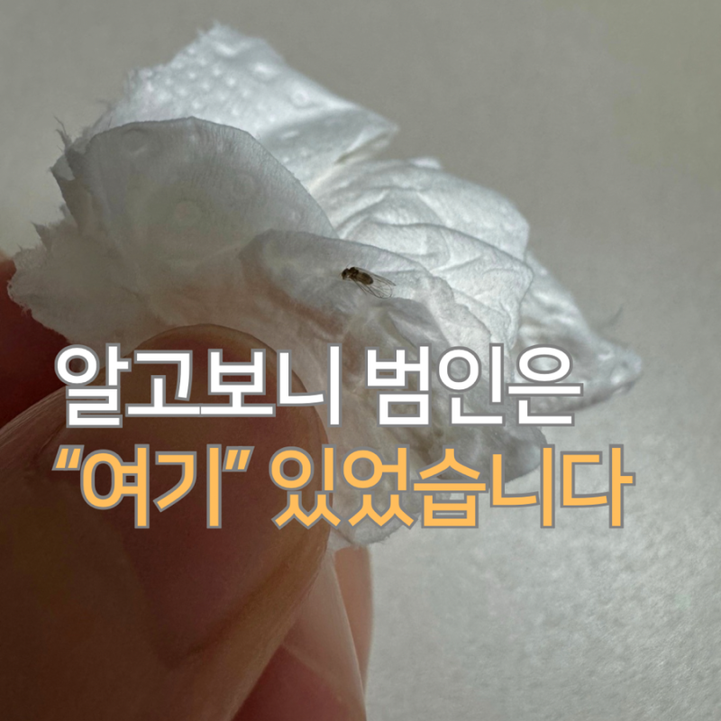 과일 사 오자마자 날아드는 초파리, 식초로 싹 잡는 "초파리 트랩" 모르면 지는 거예요