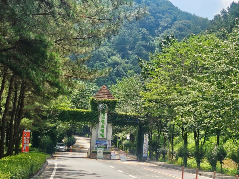 완주 고산자연휴양림 1박 2일 솔직 후기 문화휴양관｜7월 말 계곡물 상태
