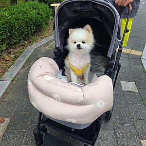 낫쏘빅 아로아플러스 강아지유모차 내돈내산 구매후기