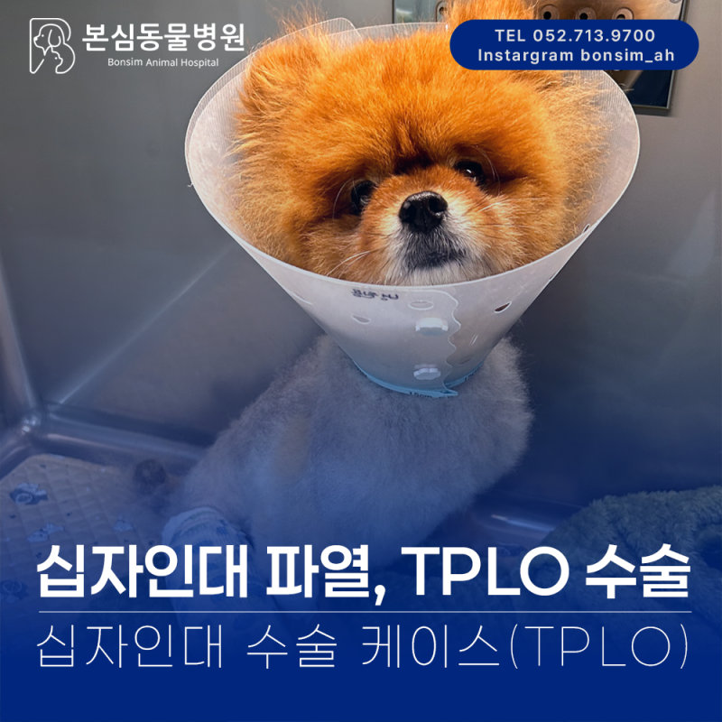 [울산 동구 동물병원] "십자인대 파열, TPLO 수술 케이스 소개" 수의학에서 가장 추천되는 십자....