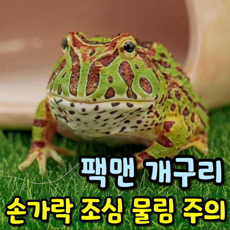 먹이 주다 손가락 잘릴 뻔했다고요? 귀여운 팩맨 개구리 반전 먹성