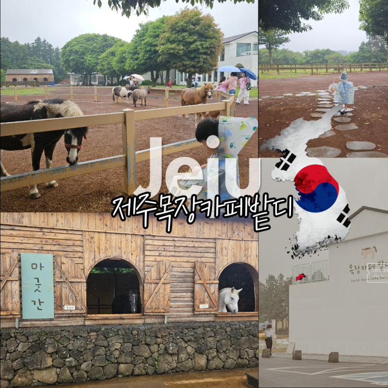 제주도 밭디 목장카페 말 먹이주기 체험