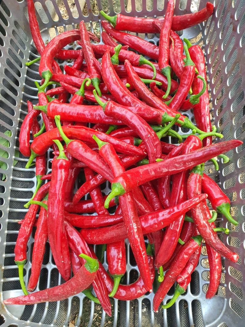 고추 첫 수확~ 빨간거 잘따고 쉽게 닦는 요령(기계건조기 이용)