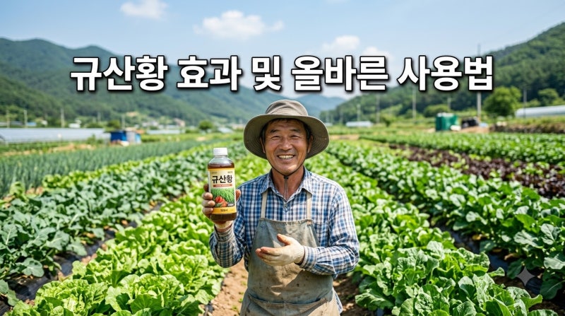 규산황 효과 및 올바른 사용법 희석비율 살포시기 총정리