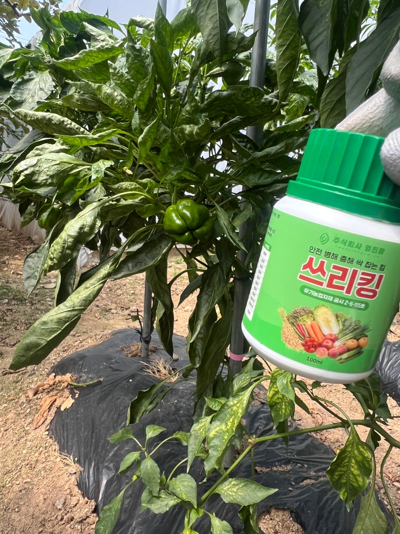유기농 살충제 쓰리킹으로 싹 사라진 고추 진딧물 퇴치법