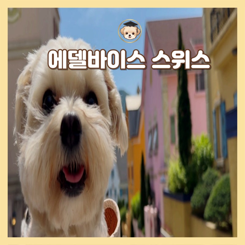 가평 에델바이스 스위스 마을 애견동반 여행 입장료 주차
