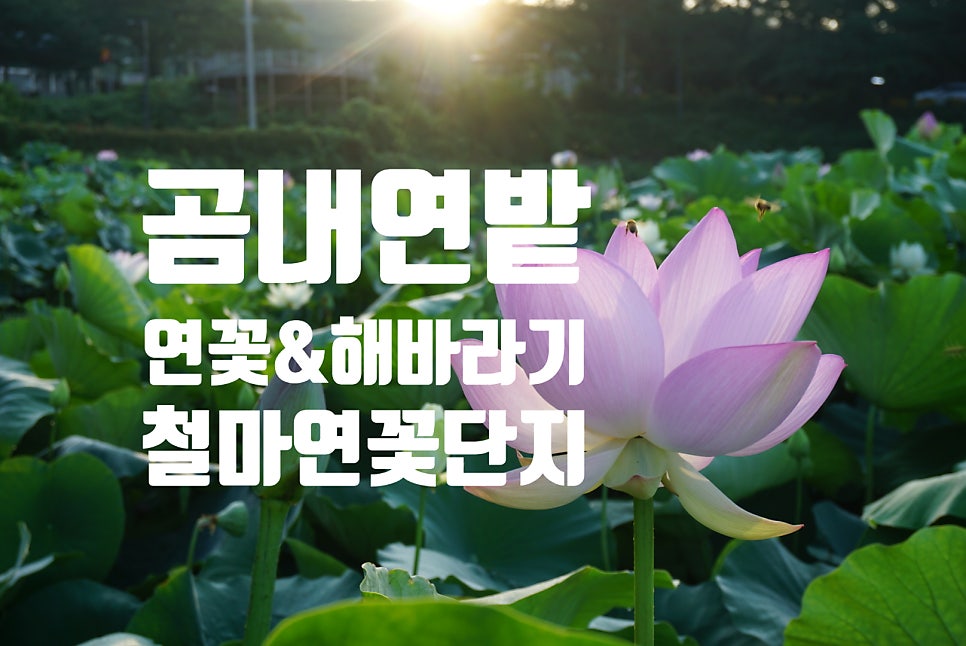 단지 사진 1