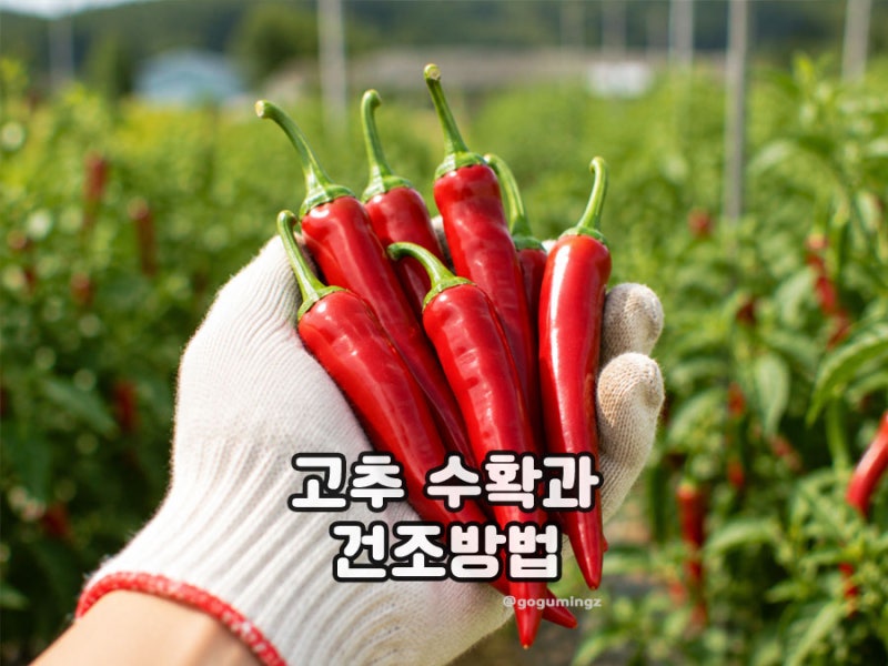 고추 수확시기와 집에서 고추말리는방법 건조기 말리기
