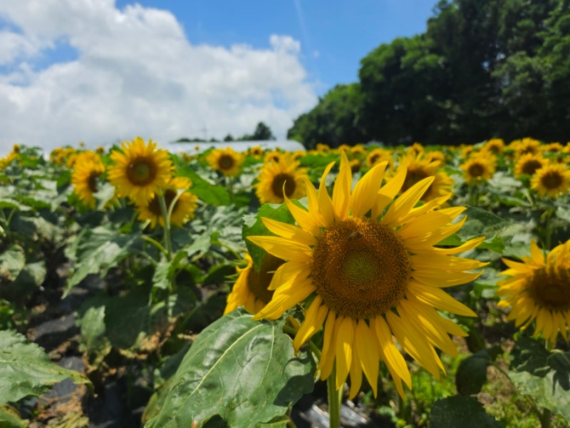 [강아지동반]제주 김경숙해바라기농장