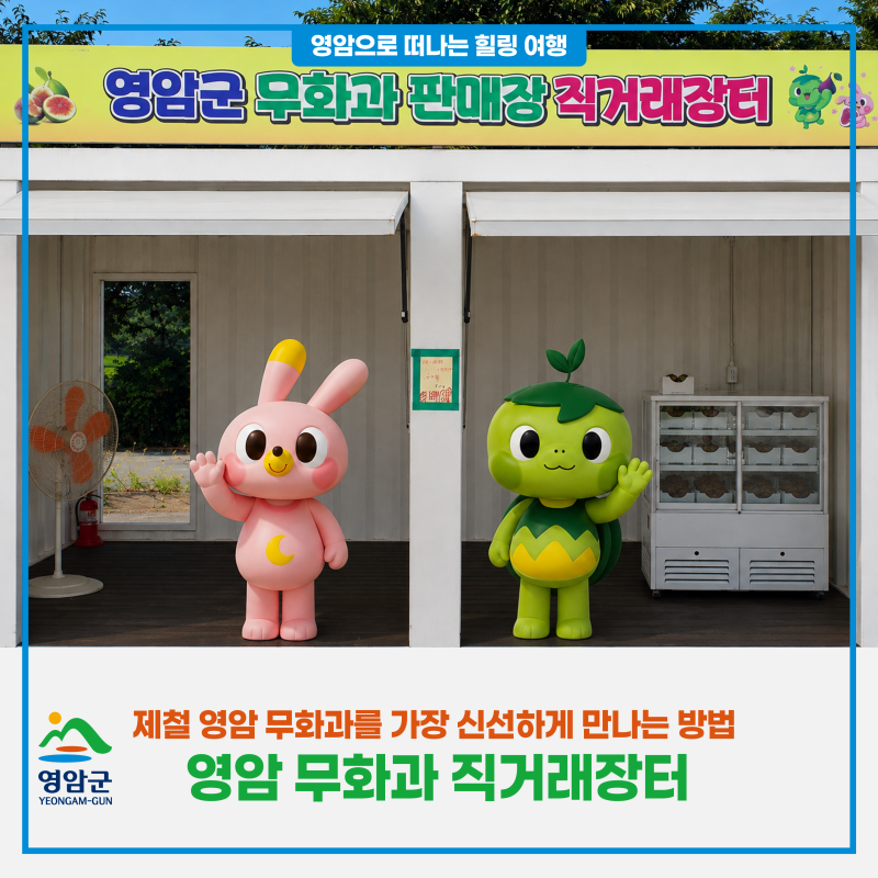 영암 무화과 직거래장터｜8월 제철 과일 영암 무화과를 가장 신선하게 만나는 방법