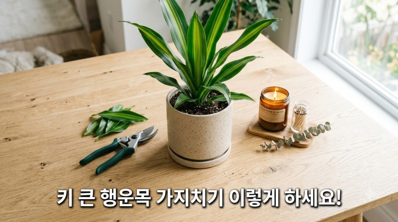 행운목 가지치기 시기부터 물꽂이 부목 세우기까지 완벽 가이드