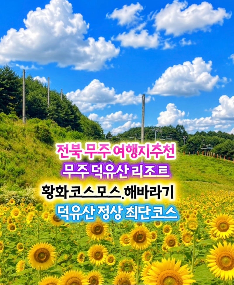 전북 무주 가볼만한 여행지추천 무주덕유산리조트 설천베이스 황화코스모스.해바라기 덕유....