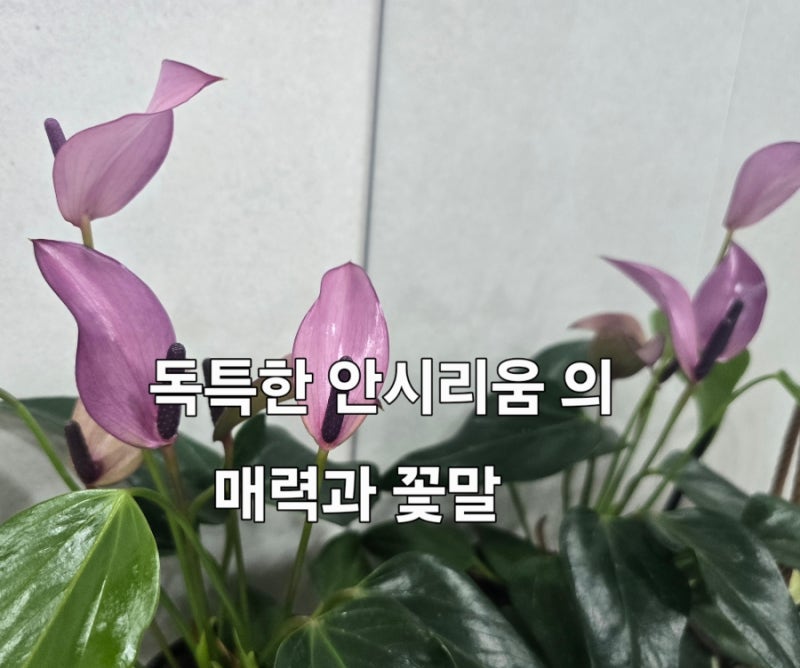 안시리움 키우기, 꽃말부터 물주기·관리법까지 한눈에 알아보기