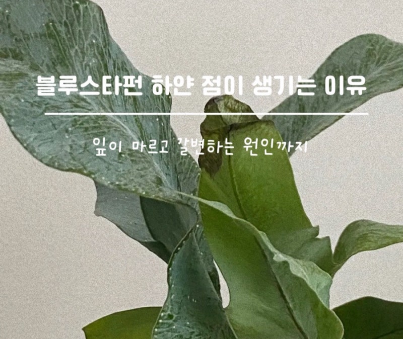 블루스타펀 고사리 잎에 흰 점이 보여요, 병이 아니라 이것부터 확인하세요