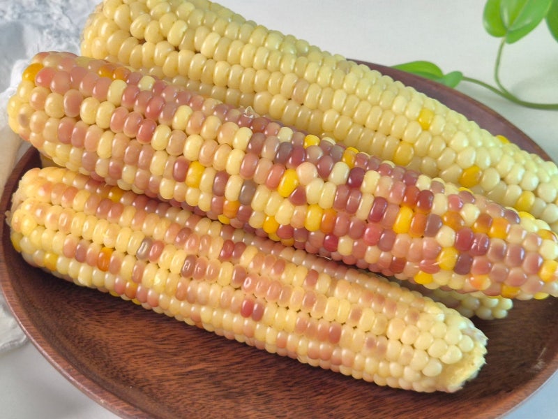 냄비로 찰옥수수 맛있게 찌는 법 옥수수 삶는 시간