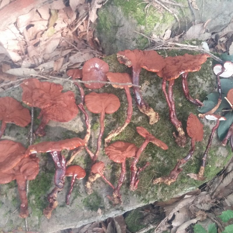 자연산 영지버섯 파는곳, 정성껏 건조 500g 판매 가격과 영지버섯 즙 진액 먹는법 부작용