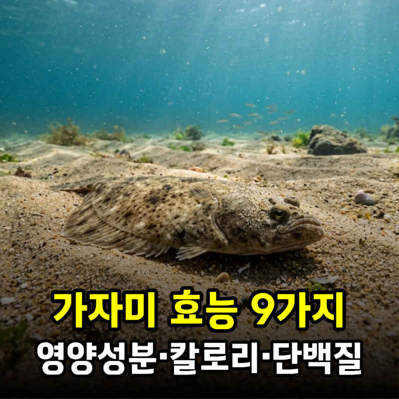 가자미 효능 9가지, 영양성분부터 칼로리·단백질·부작용