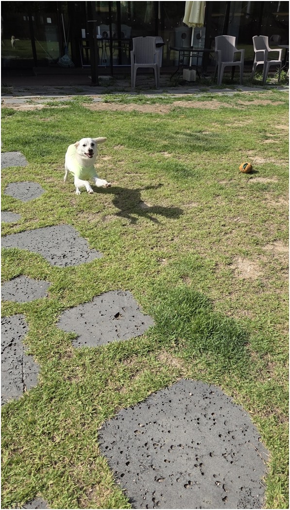 놀다가개 사진 2