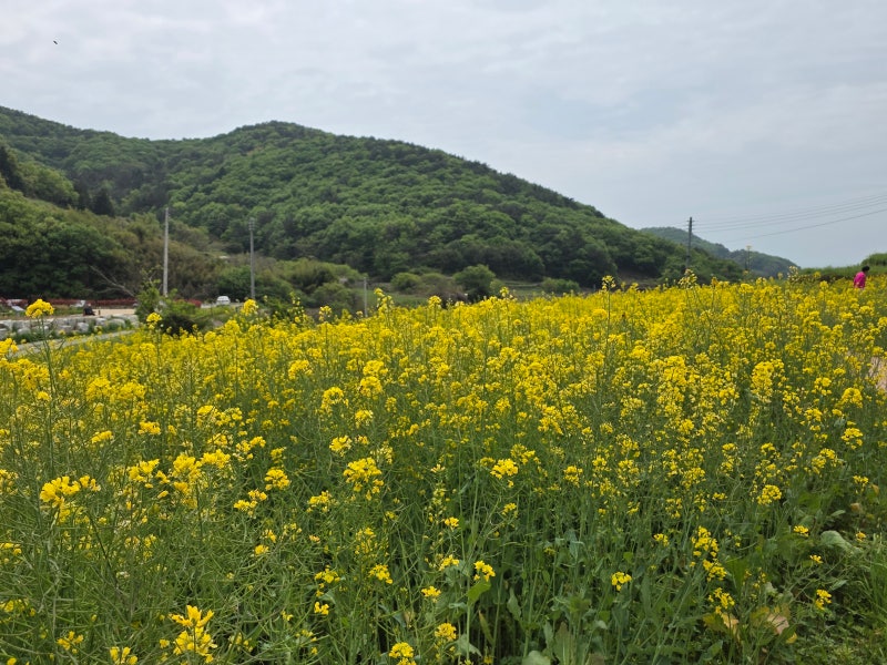 남해 여행 코스 추천 - 파라다랑스, 설리스카이워크