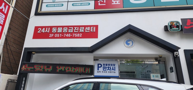 10살 고양이 건강검진이랑 스케일링하러 부산동물병원 추천받아서 센텀동물메디컬센터24시 ....