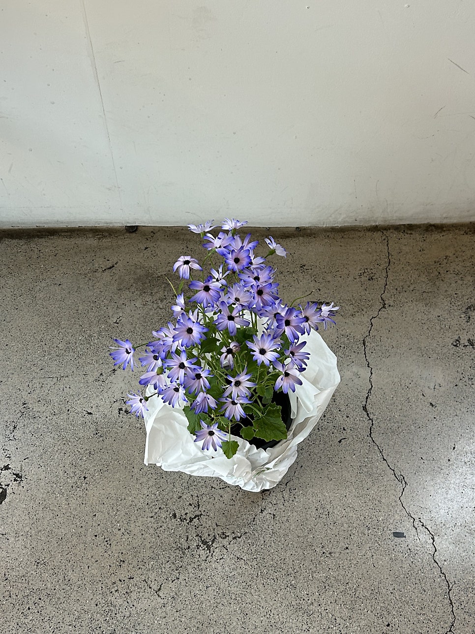마운트 사진 6