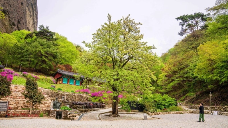 진안 마이산 은수사｜이성계가 물맛에 감탄해 이름 붙였다는 조선 건국 전설의 사찰