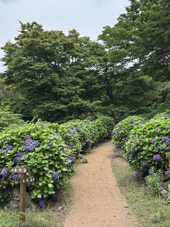이끼숲소길 사진 6