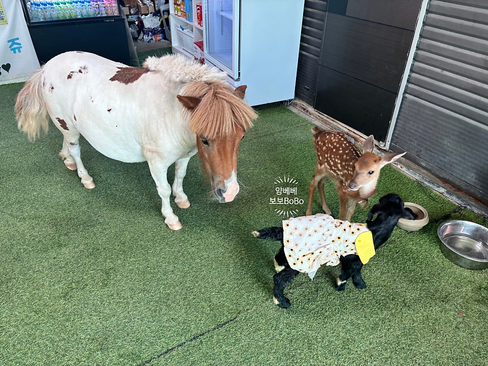 버드앤쥬 사진 4