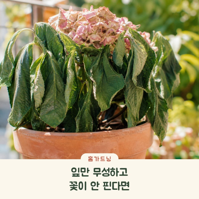 수국키우기 잎만 무성하고 꽃이 안 핀다면