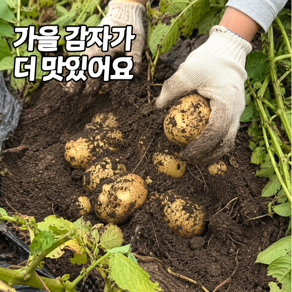 가을 감자 심는 시기와 재배법 "봄감자와는 심는 방법부터 달라요"