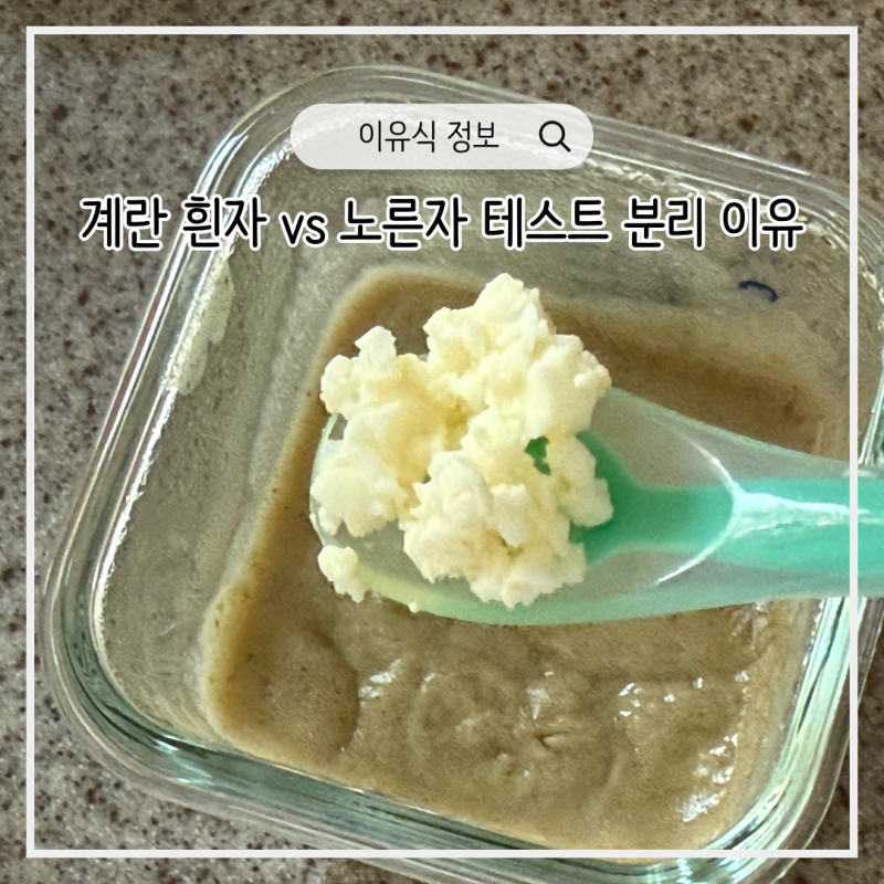 아기 중기이유식 계란 알러지 테스트 흰자 vs 노른자 분리 이유 및 주의사항