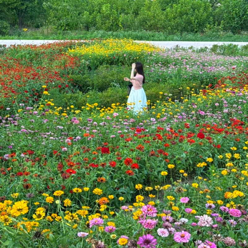 전북 정읍 여행 구절초지방정원 여름꽃 백일홍 광주 근교 드라이브