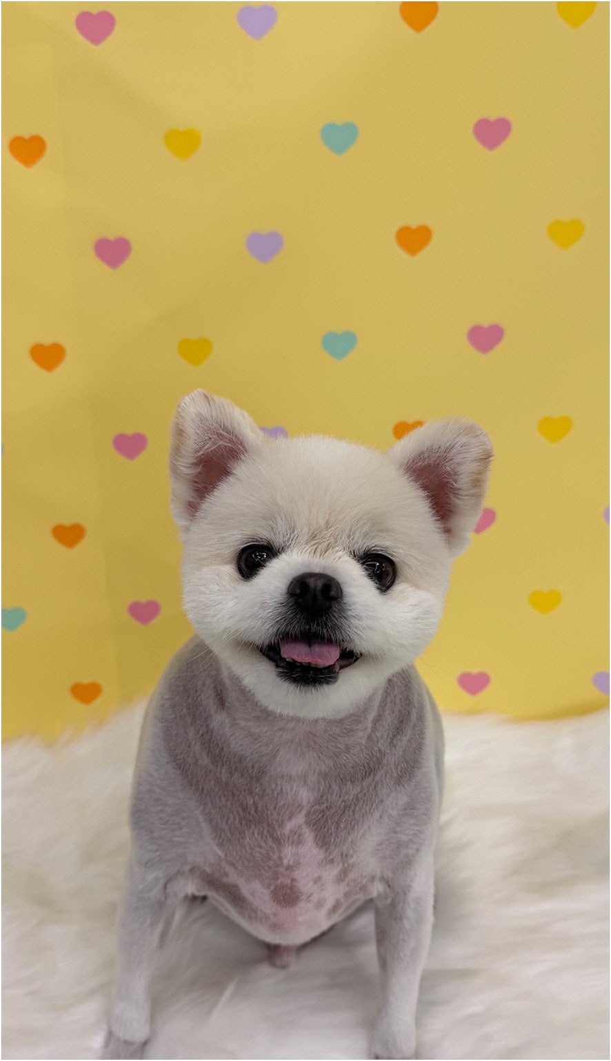 작은행복 사진 3