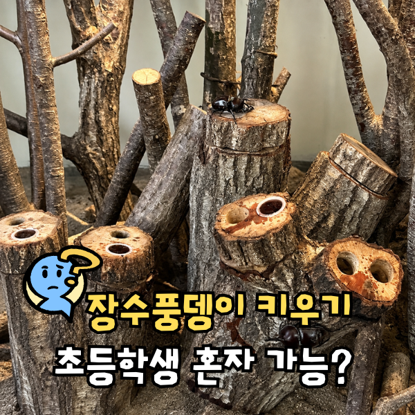 장수풍뎅이 키우기 알 애벌레 번데기 성충 단계별 주의점