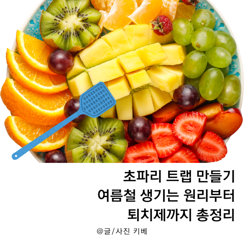 초파리 트랩 만들기 여름철 생기는 원리부터 퇴치제까지 총정리