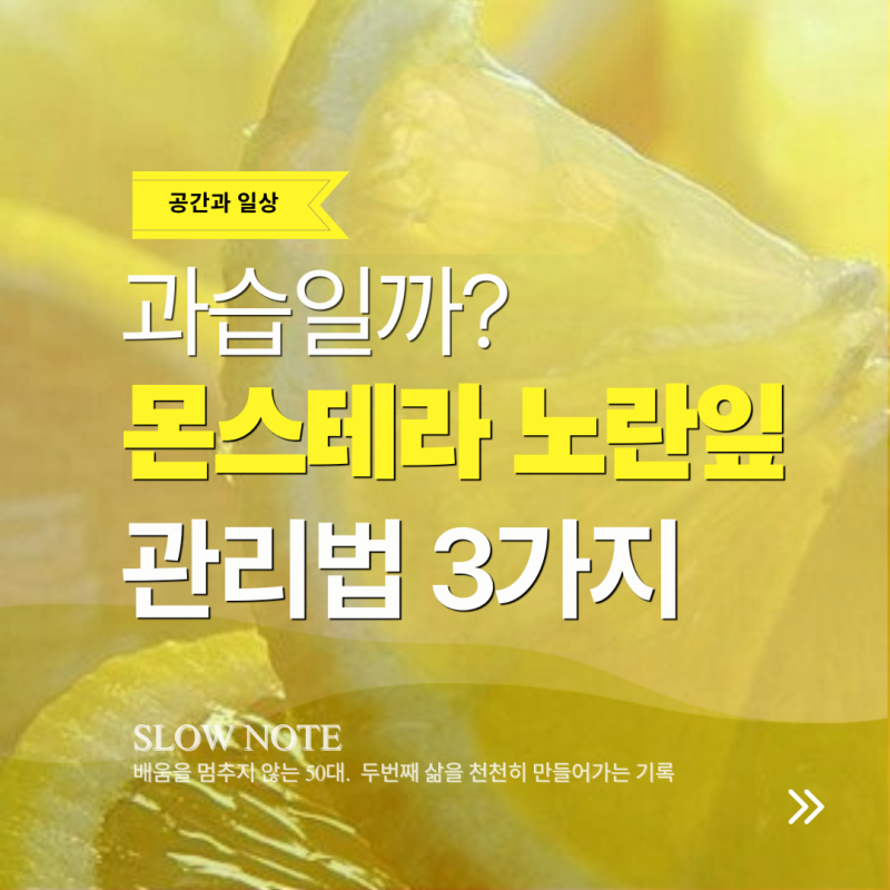 몬스테라 노란 잎 과습일까? : 잎이 노랗게 변할 때 절대 하면 안 되는 실수 3가지