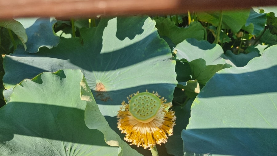 정원 사진 6