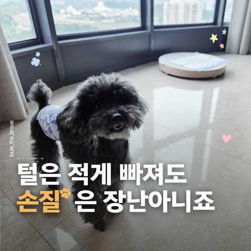 푸들 종류와 성격, 토이푸들 털빠짐과 수명
