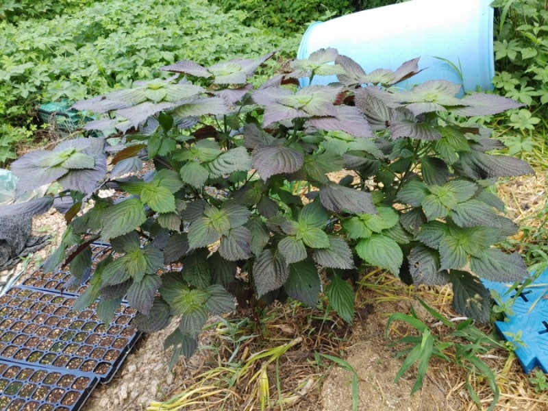 자주색 보라색 깻잎 먹기 도전 자소엽 차조기 효능과 먹는 방법