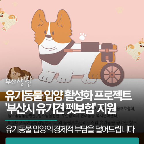유기동물 입양 활성화 프로젝트'부산시 유기견 펫보험' 지원 | 유기동물 입양의 경제적 부담....