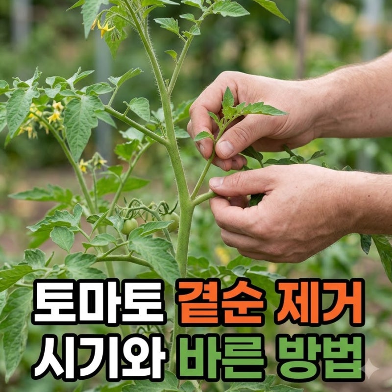 방울토마토 곁순 제거 시기, 늦으면 열매가 작아지는 이유