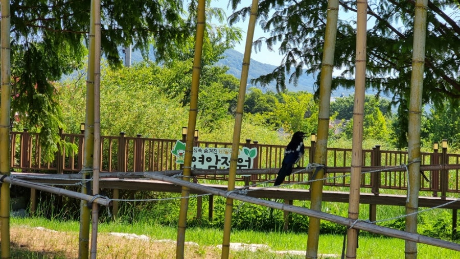 정원 사진 3