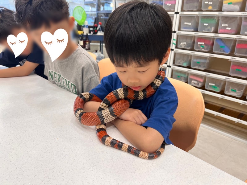 양산 아이와 가볼만한 곳, 도마뱀을 직접 만져볼 수 있는 게코다방