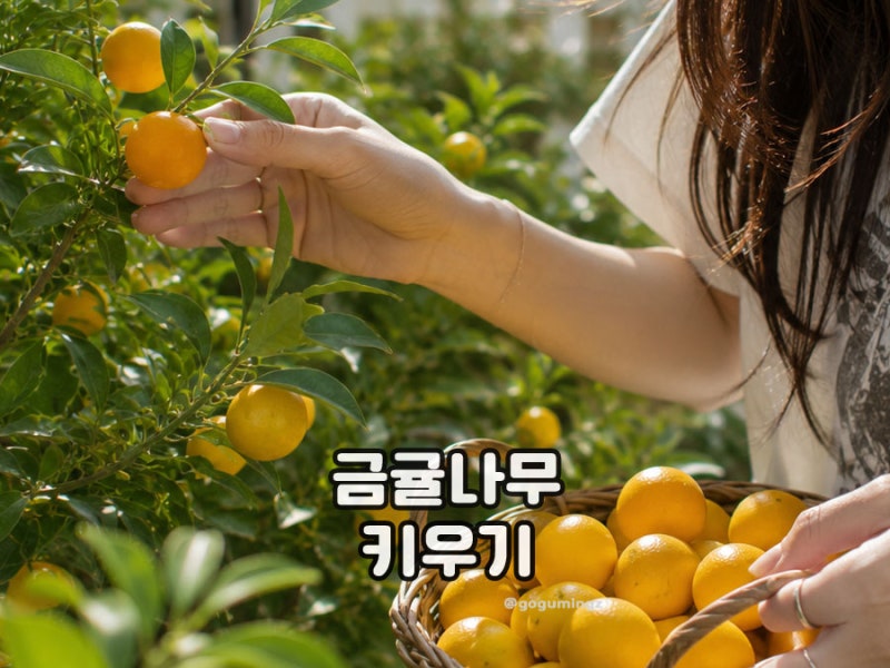 금귤나무 낑깡나무 잎떨어짐 물주기, 열매 맺는 시기