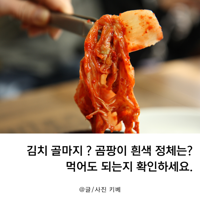 김치 골마지 ? 곰팡이 흰색 정체는? 먹어도 되는지 확인하세요.