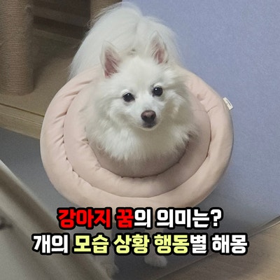 강아지 꿈의 의미는 무엇일까? 꿈 속 개의 모습과 상황 행동별 해몽