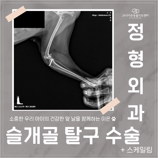 강아지 좌측 후지 슬개골 탈구 수술｜증상, 수술 방법, 입원 총정리｜청라 영종도 24시 이은....