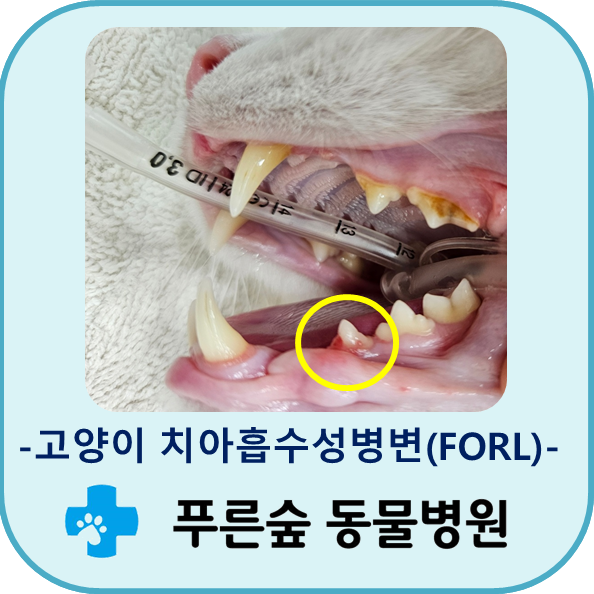 고양이 치아흡수성병변(FORL), 양치를 잘해도 생길 수 있습니다