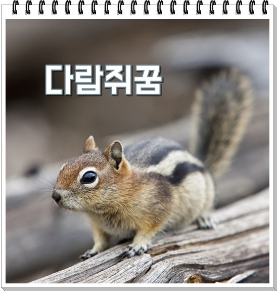 다람쥐꿈 해몽 새끼다람쥐꿈 상황별 풀이 6가지